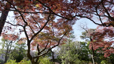 Gruppe-Japanischer-Ahornbäume-In-Einem-Tempel-In-Tokio,-Die-Abendsonne-Spiegelt-Sich-In-Ihren-Blättern-Und-Schafft-Eine-Einzigartige-Landschaft