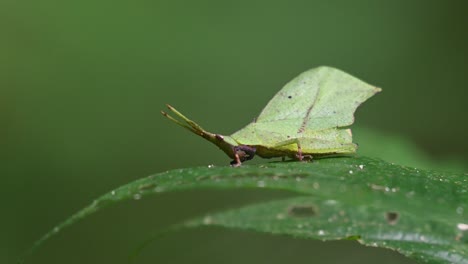 Zooming-out-to-show-this-insect-on-the-leaf-that-it-is-feeding-on,-Systella-rafflesii-Leaf-Grasshopper,-Thailand