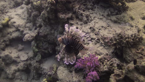 Pez-León-Nadando-Junto-Al-Arrecife-De-Coral-Del-Mar-Rojo-De-Egipto