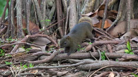 Linda-Ardilla-De-Pallas,-Olfateando-Y-Forrajeando-Alrededor-De-Las-Raíces-Expuestas-De-Los-árboles-En-El-Parque-Forestal-Ecológico,-Primer-Plano