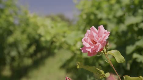 Leuchtend-Rosa-Rose-In-Voller-Blüte,-Weicher-Fokus-Weinberg-Im-Hintergrund,-Lebendig-Und-Heiter