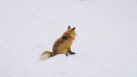Fox-Sitting-Alone-in-the-Snow,-Looking-around-on-Cold-Winter-Day