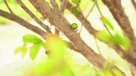 Nice-close-up-shot-of-a-Jaboticaba-young-tree-with-flowers-starting-to-bloom-in-season-fruit-Plinian-grapelike