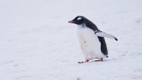 Cute-Young-Baby-Penguin-Chick-Walking-in-Snow-on-Antarctica-Wildlife-and-Animal-Vacation-on-Antarctic-Peninsula,-Close-Up-Portrait-of-Gentoo-Penguins-Babies-in-the-Winter-in-a-Snowy-Icy-Colony