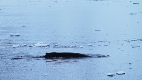 Humpback-Whale-Antarctica-Wildlife,-Whales-Surfacing,-Blowing-and-Breathing-Air-Through-Blowhole,-Diving-and-Swimming-in-Ocean-Sea-Water,-Antarctic-Peninsula-in-Amazing-Marine-Wildlife-Encounter