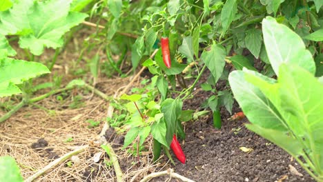 Weite-Aufnahme-Von-Chili,-Roten-Peperoni,-Würziger-Obst--Und-Gemüsesorte-Im-Botanischen-Garten