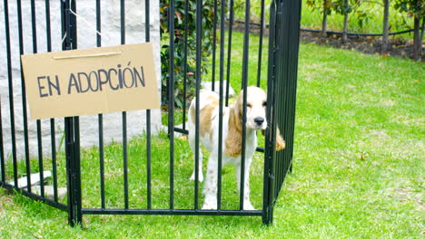 Allgemeine-Aufnahme-Eines-Cocker-Hundes-Zur-Adoption