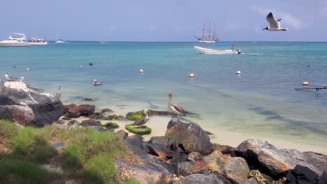 Los-Pelícanos-Se-Encuentran-En-La-Orilla-De-La-Playa-Y-El-Barco-Pasa-En-El-Fondo,-Hermosa-Escena-Del-Mar-Caribe