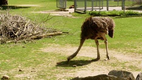 An-ostrich-walks-through-its-enclosure-in-a-zoo-and-pecks-at-the-ground