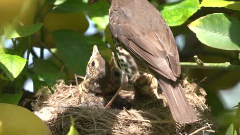 Verdadero-Tordo-Pájaro-En-El-Nido-Alimenta-A-Los-Bebés-Polluelos