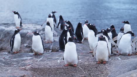 Penguin-Colony-Antarctica-Wildlife,-Huddle-of-Lots-of-Gentoo-Penguins-Huddling-for-Warmth,-Large-Group-of-Penguins-and-on-Antarctic-Peninsula-Animals-Vacation,-on-Rocky-Rocks-Landscape-Scenery