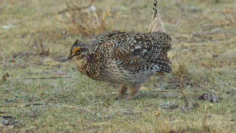 Cute-Sharptail-Grouse-male-dances-alone-in-slo-mo-on-prairie-grass-lek