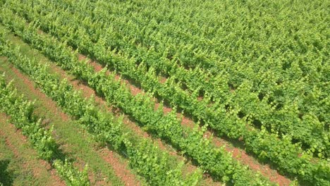 Lush-vineyard-rows-on-a-sunny-day,-green-grapevines-stretching-to-horizon,-aerial-view