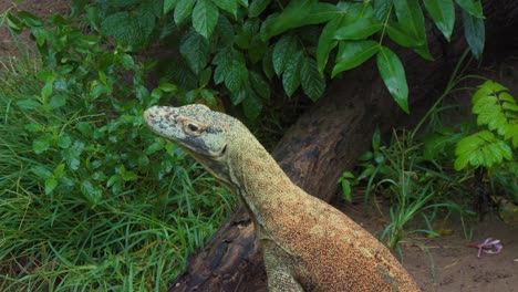 Close-up-of-the-head-of-a-young-Komodo-dragon