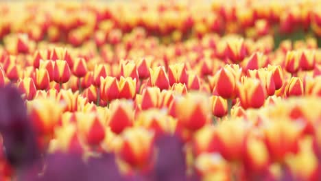 Blooming-Tulip-Fields-On-Breeze-Day-In-Springtime