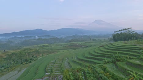 La-Ladera-En-Terrazas-De-Una-Colina-Con-Campos-De-Arroz-En-Indonesia