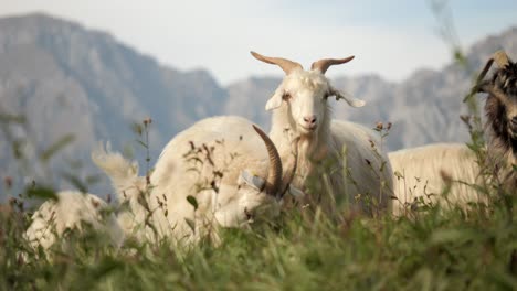 Cashmere-goats-behind-grasslands-CLOSE-UP-SHOT