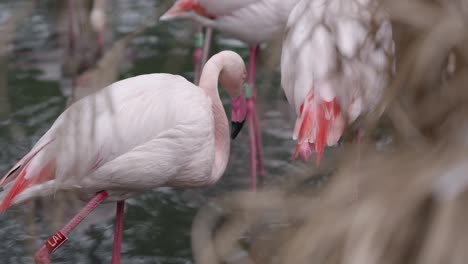 Flamingos-Watvögel-In-Einem-See