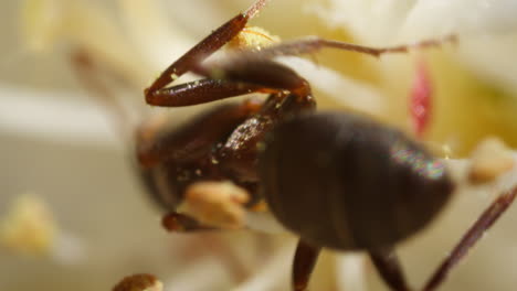 Macro-detailed-closeup-of-Formica-ant-eating-pollen-off-flowers