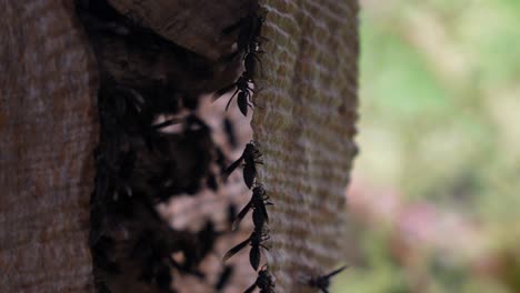 Wasps-build-their-nest-in-the-jungle