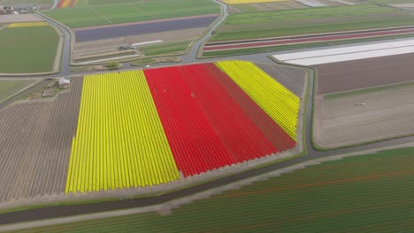 Red-and-yellow-strong-colorful-tulips-blossoming-in-fields-of-Lisse-Netherlands,-aerial-dolly