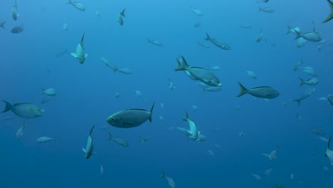 Small-silver-fish-with-yellow-tails-wander-in-deep-blue-ocean-waters