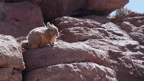 Adorable-fuzzy-Viscacha-desert-rabbit-on-rocks-looks-toward-camera