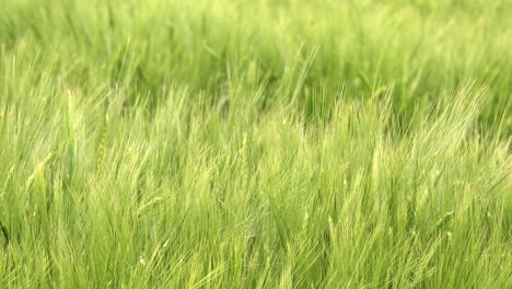 Green-unripe-barley-crops-in-cultivated-field