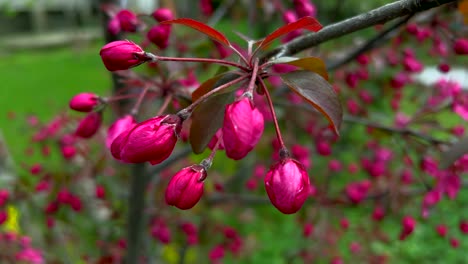 Clips-De-La-Colección-Del-Jardín-De-Tulipanes-Nishat-Srinagar-Kashmir-India,-Hermosas-Flores-De-Colores,-Tulipanes-En-El-Mes-De-Abril