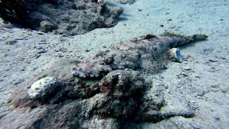 Stonefish-Inhabiting-the-Coral-Reefs-of-the-Red-Sea,-Dahab,-Sinai-Peninsula,-Egypt---Underwater-Shot