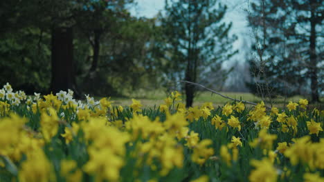 Wide-Shot-of-White-and-Yellow-Daffodils-Gently-Swaying-in-the-Wind