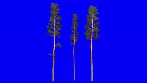 3D-scots-pine-cluster-with-wind-effect-on-blue-screen-3D-animation