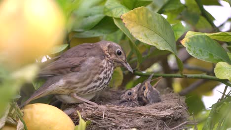 True-thrush-bird-in-nest-feed-babies-chicks