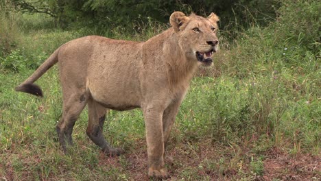 Un-Joven-León-Macho-Solitario-Llama-A-Su-Familia-En-El-Parque-Nacional-Kruger
