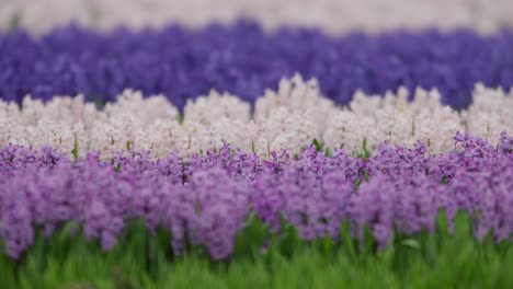 Stunning-flowered-rows-of-purple-white-and-pink-Hyacinth-and-Tulip-Bulbs-in-field