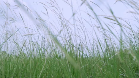 Tilt-up-shot-of-wild-grass-in-the-wind-in-slow-motion