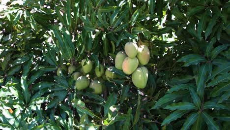 Mangofrucht-Auf-Einem-Tropischen-Baum