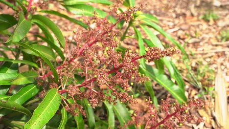 Schöne-Aufnahme-Einer-Gruppe-Junger-Mangobaumblüten,-Die-Bereit-Sind,-Zu-Jungen-Tropischen-Früchten-Exotisch-Zu-Werden