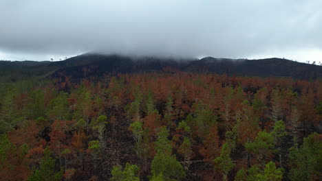 Nubes-Que-Cubren-La-Cumbre-De-La-Montaña-En-El-Parque-Nacional-Del-Valle-Nuevo.