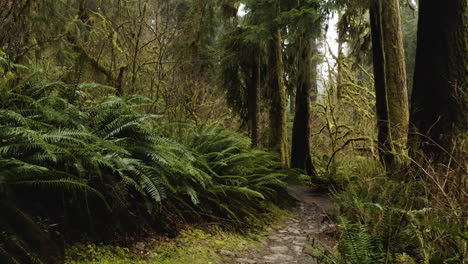Olympic-Nationalpark,-Bundesstaat-Washington,-USA-–-Bäume-Und-Baumstämme-Im-Urwald-Des-Hoh-Regenwalds-–-POV-Aufnahme
