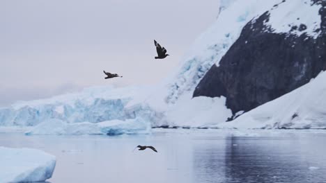 Slow-Motion-Birds-Flying-in-Antarctica-Landscape,-Seabirds-in-Flight-Flying-Past-Icebergs-in-Winter-Scenery-with-Amazing-Beautiful-Dramatic-Ice-Covered-and-Snowy-Snow-Covered-Scene