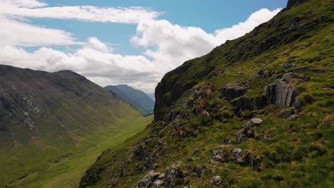 Aerial-shot-revealing-Herd-of-Red-Deer-walking-along-beautiful-valley-in-the-Scottish-Highlands