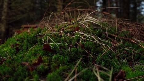 Grünes-Moos-Auf-Dem-Boden-Im-Wald