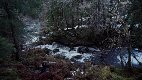River-Stream-In-The-Forest-In-Indre-Fosen,-Norway---Wide-Shot
