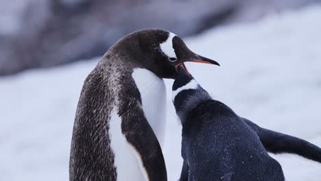 Baby-Penguins-and-Mother-Feeding-in-Antarctica,-Young-Hungry-Baby-Penguin-Chick-Eating-with-Mother-Regurgitating-Food-to-Feed-it,-Wildlife-and-Baby-Animals-Close-Up-in-Antarctic-Peninsula-in-Winter