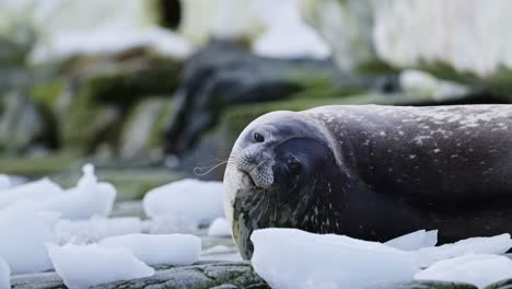 Weddell-Seal-Antarctica-Wildlife-on-Antarctic-Peninsula,-Animal-Out-of-Water-on-Rocks-on-Rocky-Mainland-Land-with-Ice-in-a-Marine-Nature-Conservation-area-due-to-Climate-Change-and-Global-Warming