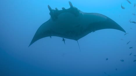 Riesenmanta-Schlägt-Mit-Den-Flügeln,-Während-Schiffshalter-Dicht-Darunter-Gleiten,-Nahaufnahme-Unter-Wasser