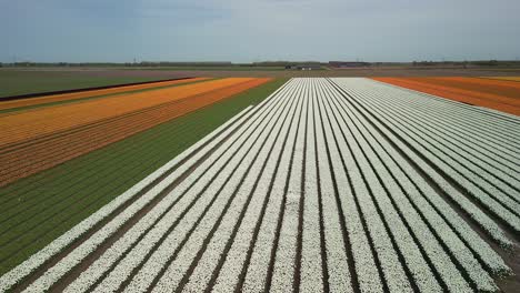 Tulip-fields,-orange,-yellow,-white-and-green,-forward-drone-shot
