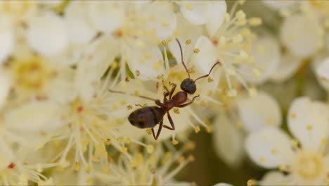 Rear-sideview-above-Formica-Ant-crawling-across-pistil-of-white-flowers