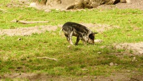 A-wild-boar-piglet-digs-in-the-earth-on-a-meadow-in-the-enclosure-of-a-zoo-on-a-sunny-day